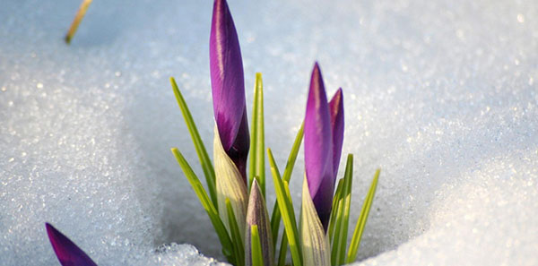 Énigmes sur le printemps avec des réponses