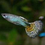 Guppys de poissons d'aquarium Guppys de poissons d'aquarium