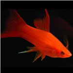 Épées de poissons d'aquarium