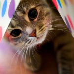 Allergies chez les chats Allergies chez les chats