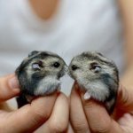 Grossesse des hamsters