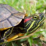Maladies des tortues à ventre rouge: les principaux symptômes