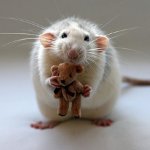 Maladies des rats