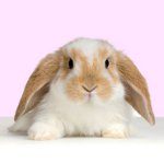Maladies des lapins