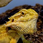 Agama barbu dans votre terrarium