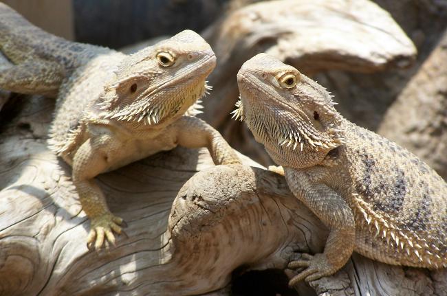 Agama barbu dans votre terrarium