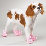 Bottes pour chiens: un nouveau caprice des propriétaires? Bottes pour chiens: un nouveau caprice des propriétaires?