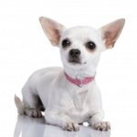 Que nourrir Chihuahua