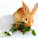 Comment nourrir un lapin décoratif? Comment nourrir un lapin décoratif?