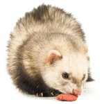 Que nourrir le furet? Que nourrir le furet?