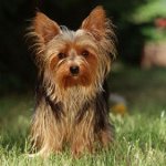 Que nourrir le Yorkshire terrier?