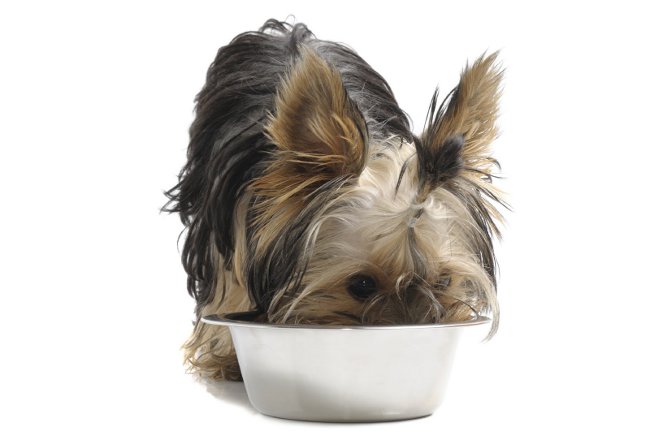 Que nourrir le Yorkshire terrier?