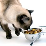 Que nourrir un chat castré Que nourrir un chat castré