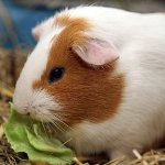 Que nourrir cochon d'Inde Que nourrir cochon d'Inde