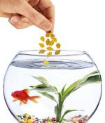 Que de nourrir les poissons Que de nourrir les poissons