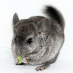 Que nourrir le chinchilla