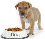Que de nourrir un chien? Que de nourrir un chien?