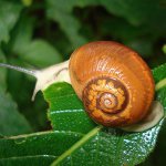 Que nourrir les escargots