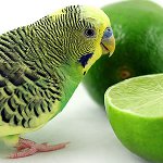Que nourrir le perroquet ondulant