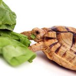 Qu'est-ce que la tortue mange? Qu'est-ce que la tortue mange?