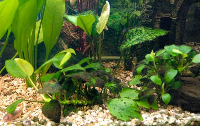 Barbe noire dans l'aquarium