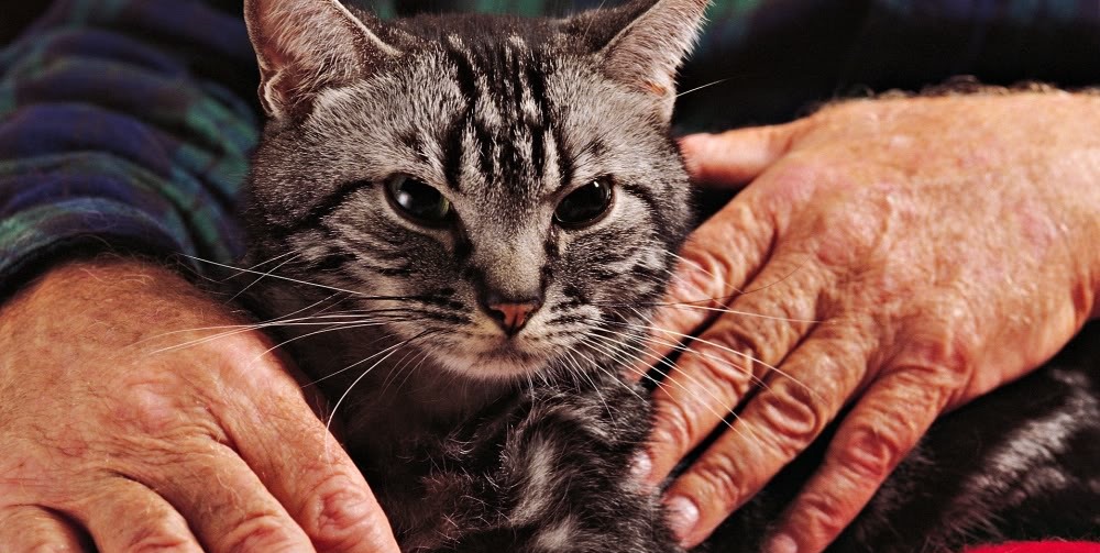 La cage du chat