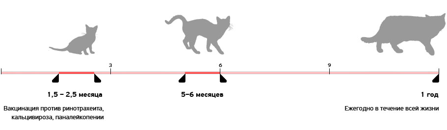 La cage du chat
