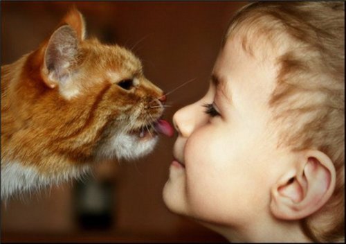 La cage du chat