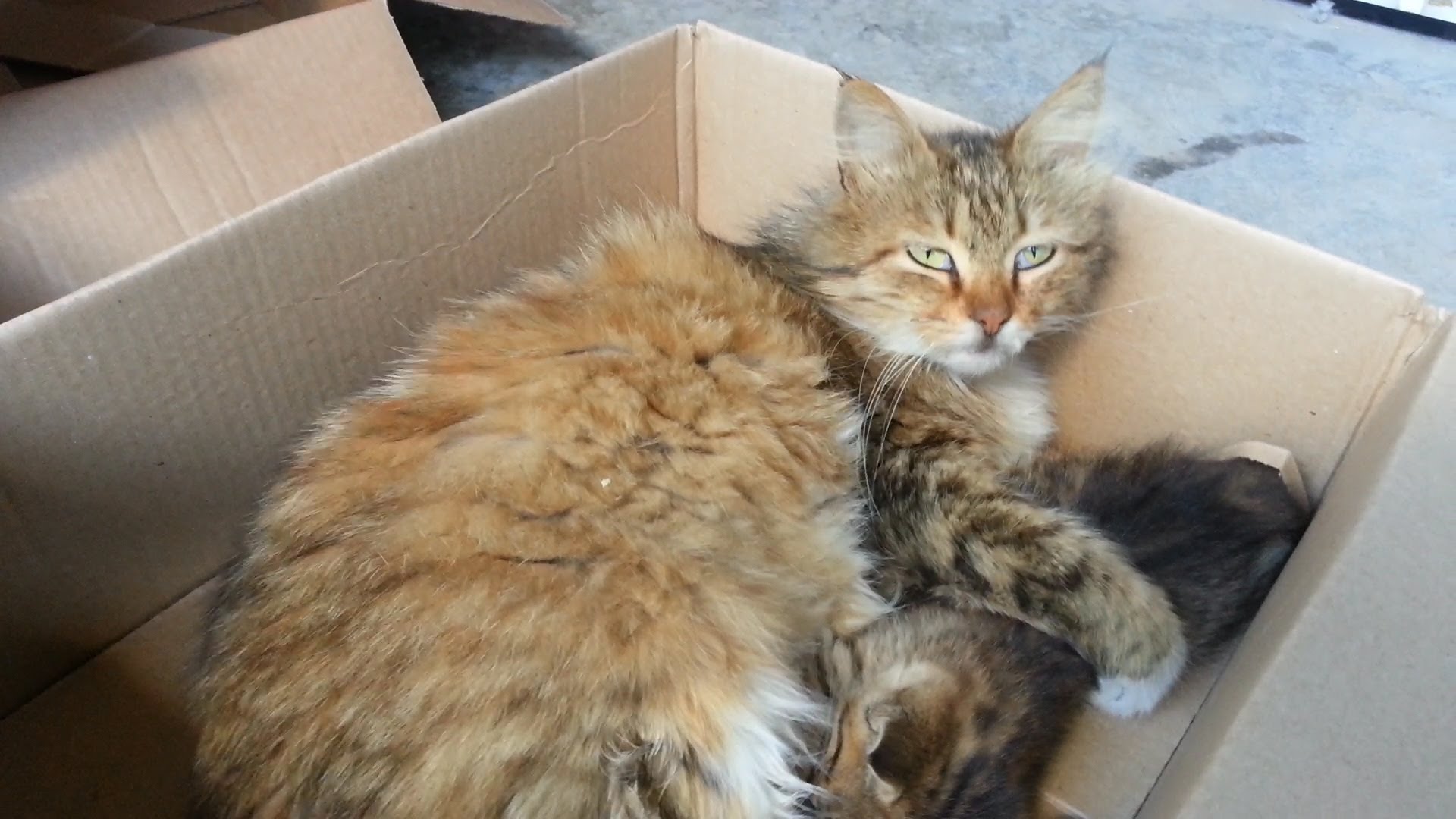 La cage du chat