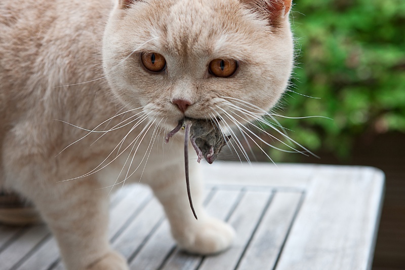 La cage du chat