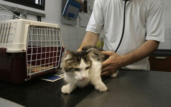 La cage du chat