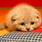 Cystite chez les chats Cystite chez les chats