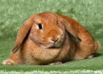 Lapins décoratifs