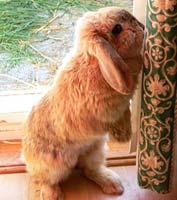 Lapin décoratif