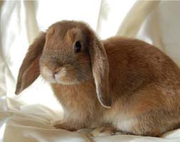 Lapin décoratif