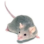 Souris décorative: entretien et soin