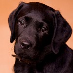 Démodécose chez les chiens Démodécose chez les chiens