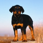 Dysplasie chez les chiens Dysplasie chez les chiens