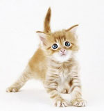 Animaux domestiques! En de bonnes mains! Cher! Animaux domestiques! En de bonnes mains! Cher!