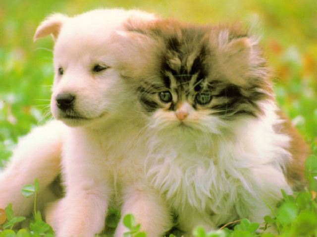 Animaux domestiques! En de bonnes mains! Cher!