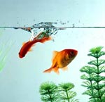 Inventaire supplémentaire pour l'aquarium Inventaire supplémentaire pour l'aquarium