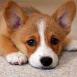 Eczéma chez les chiens Eczéma chez les chiens