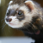 Animaux exotiques