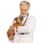 L'épilepsie chez les chiens L'épilepsie chez les chiens