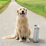 Où laisser le chien en vacances? Où laisser le chien en vacances?
