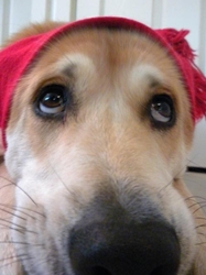 Distal pour les chiens de chiens