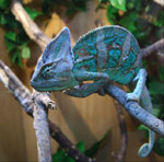 Chameleon: contenu et soin