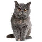 La nature des chats britanniques