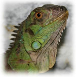 Iguane à la maison