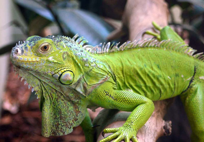 Iguane à la maison